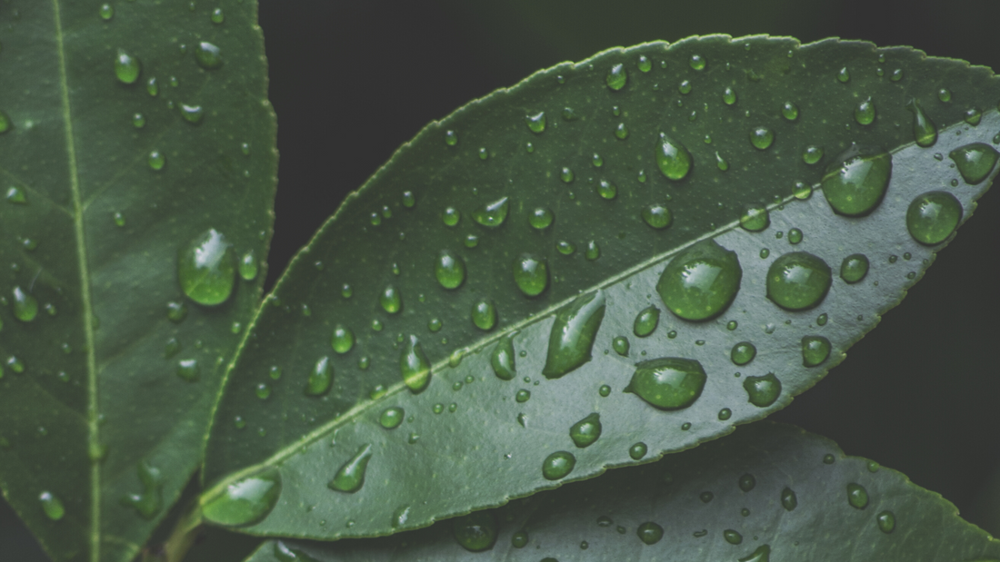 WATERLESS: tendência no mundo, realidade para a Ziel