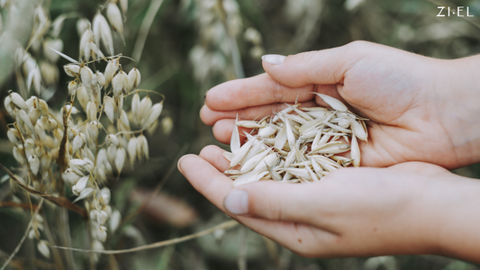 Beneficios da aveia: Grão integral que faz maravilhas pela sua pele - Ziel Natural Cosmetics